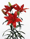 Lillium