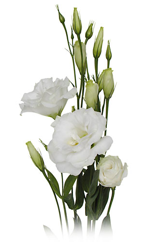 Lisianthus