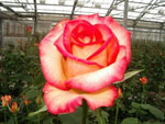 Rosa de Colombia y Ecuador