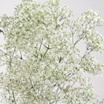 Gypsophila Million Star