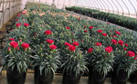Clavel